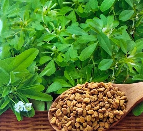 Blue fenugreek 